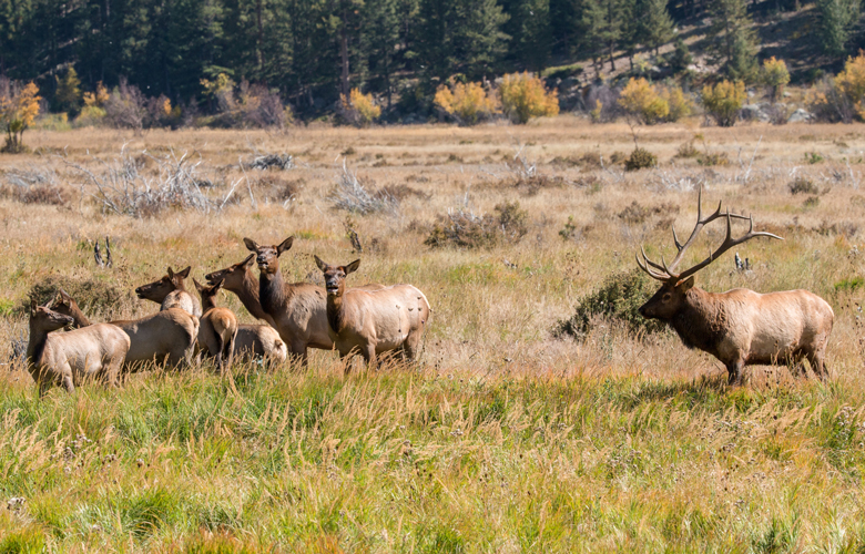 Elk overpopulation in SW Montana // GOHUNT. The Hunting Company