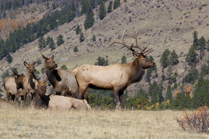 8,000 elk running amok in Canada // GOHUNT. The Hunting Company
