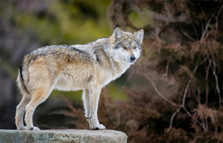 Wisconsin wolf numbers soar // GOHUNT. The Hunting Company