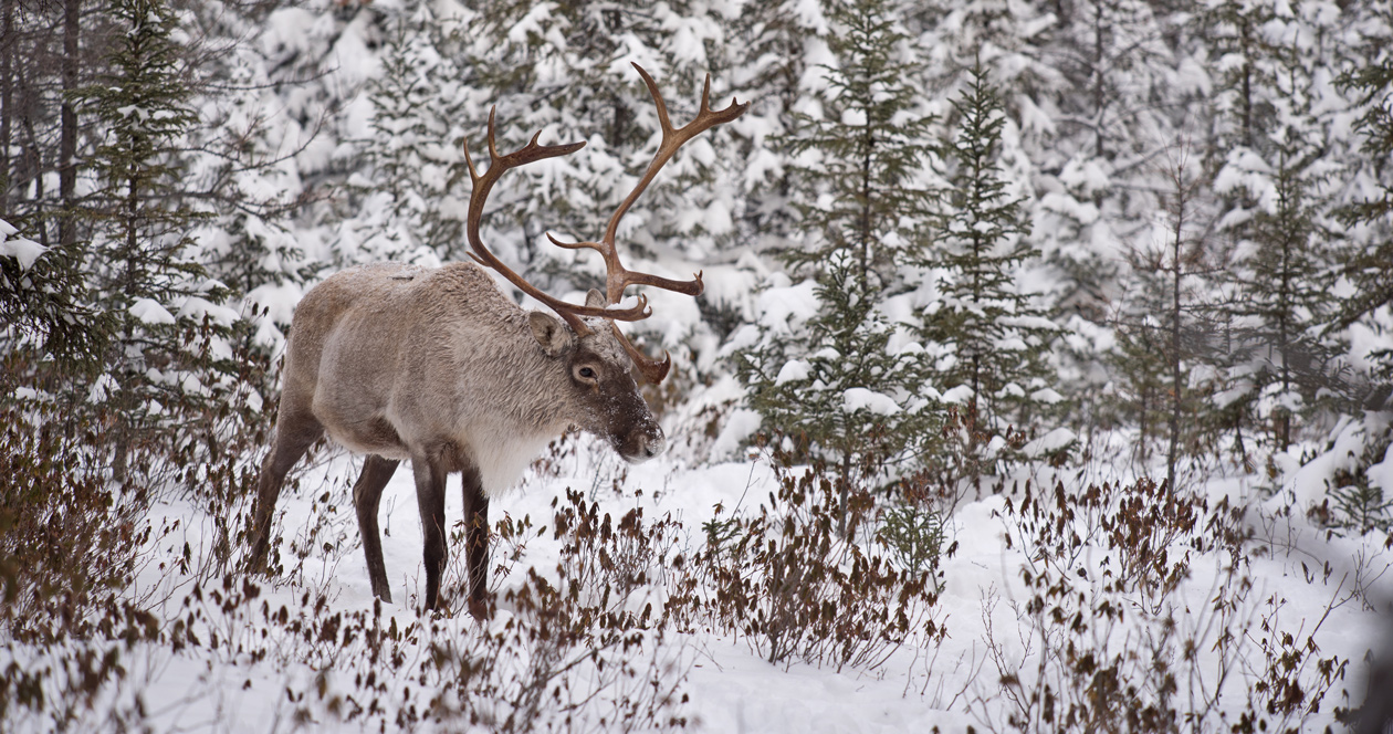 Rare caribou spotted in northwest Montana // GOHUNT. The Hunting Company