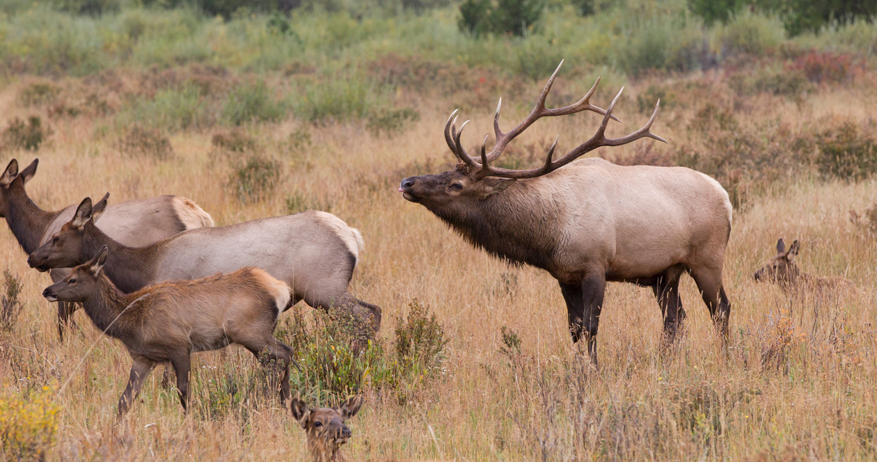 New protocol for returning, exchanging elk tags in Idaho // GOHUNT. The