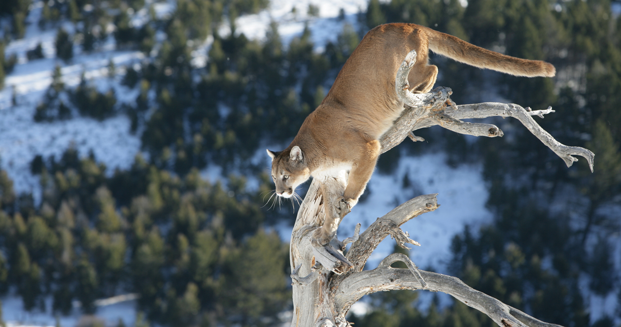 Mountain lions found eating human remains in Arizona // GOHUNT. The