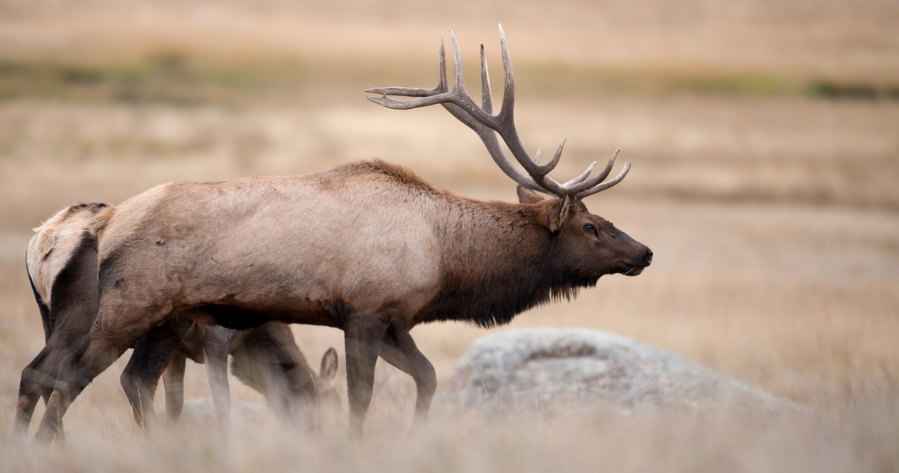 More returned Idaho nonresident deer and elk tags to go on sale August