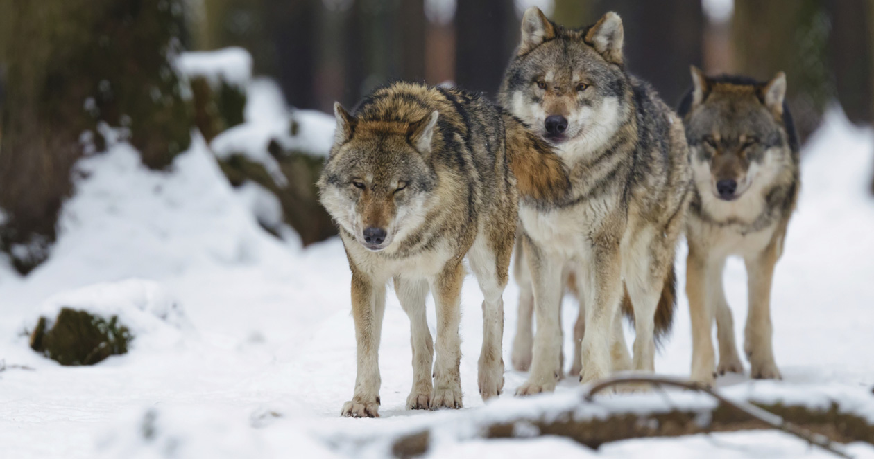 Spring Gulch cattle ranchers deal with problem wolves // GOHUNT. The ...