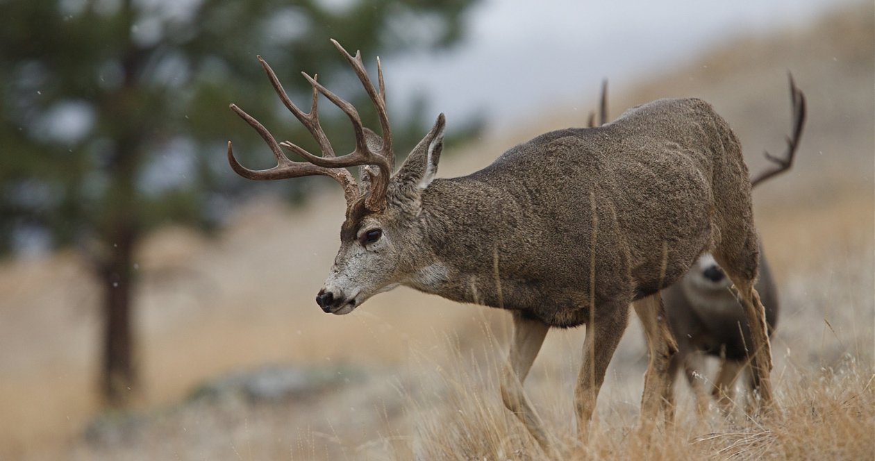 Wyoming researchers discover longest ever mule deer migration // GOHUNT ...