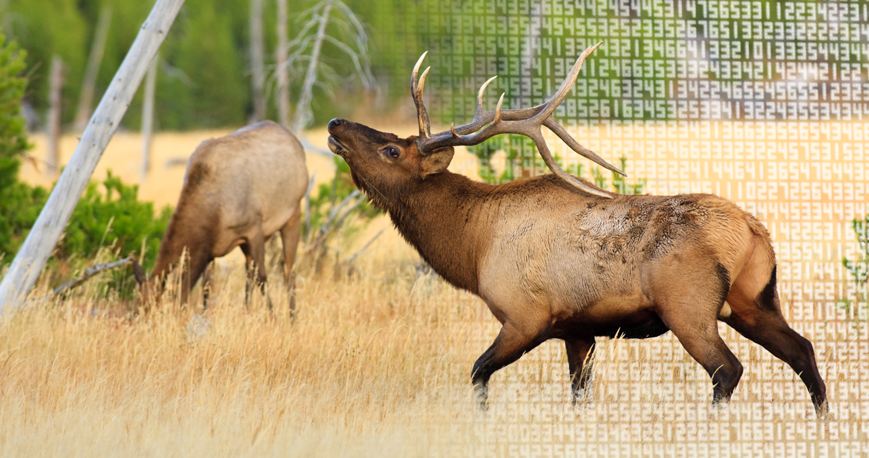The cost to apply for hunting tags in every western state // GOHUNT
