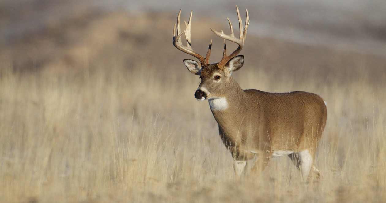 Common pesticide linked to possible birth defects in whitetail deer ...