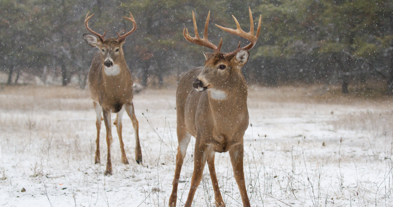 Ohio deer hunters harvest over 71,000 whitetail during 2020 gun season