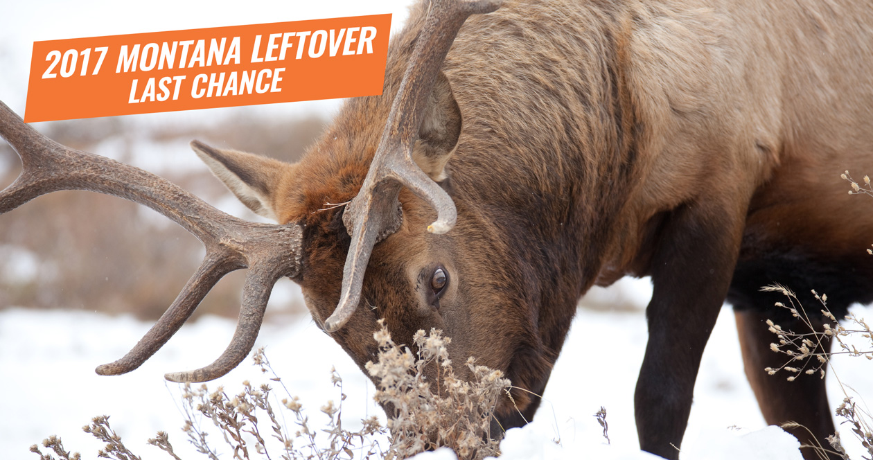 Urgent Surplus Montana Nonresident Big Game and Elk Combo licenses now