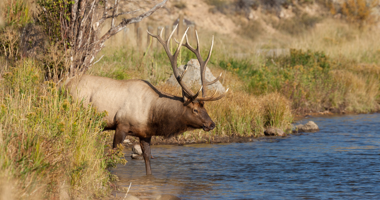 Colorado bill to cap nonresident draw tag allocation at