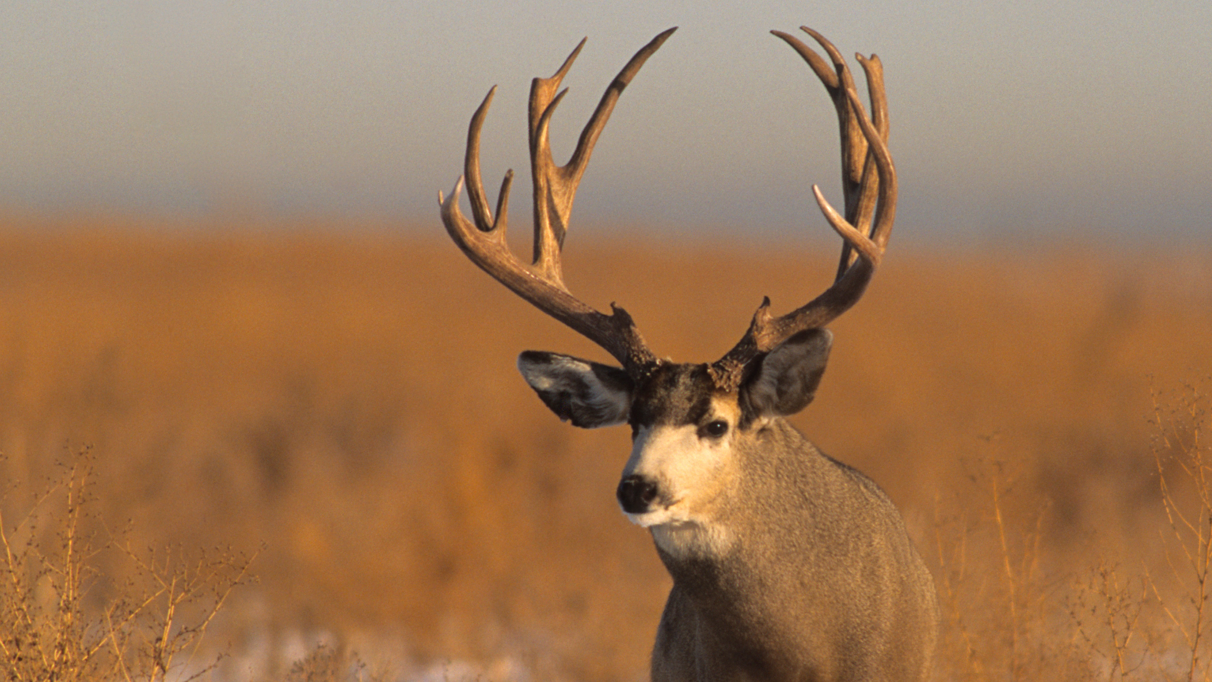 Application Strategy 2024: Wyoming deer and antelope // GOHUNT. The ...