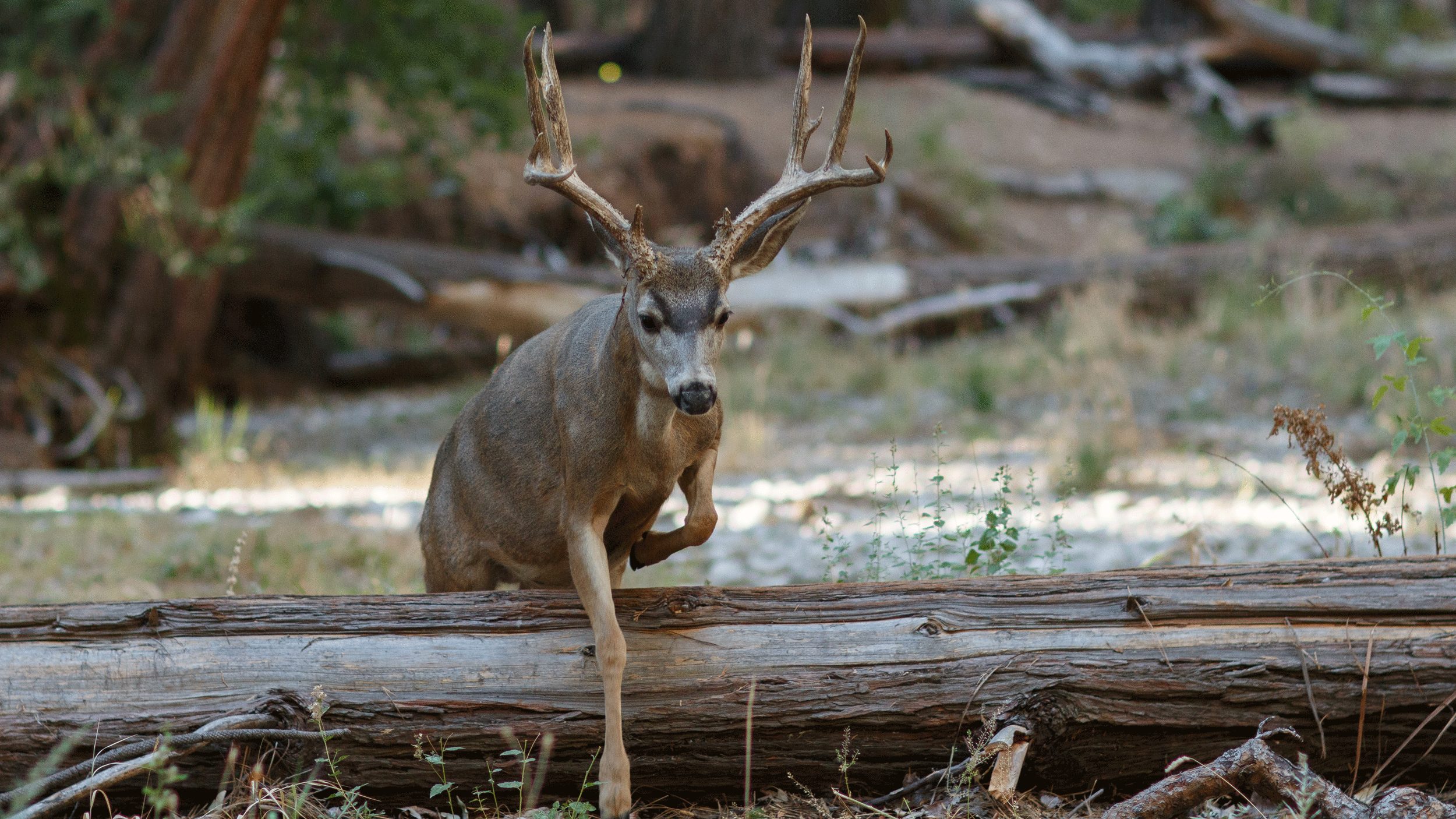 Mule deer tests positive for ocular disease // GOHUNT. The Hunting Company