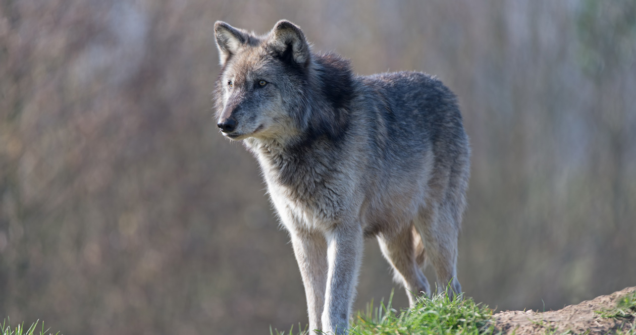 Gray wolf debate continues in Minnesota // GOHUNT. The Hunting Company