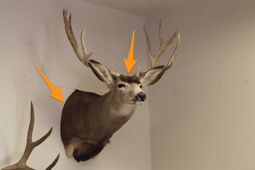 Handle with care: Cleaning your mount // GOHUNT. The Hunting Company