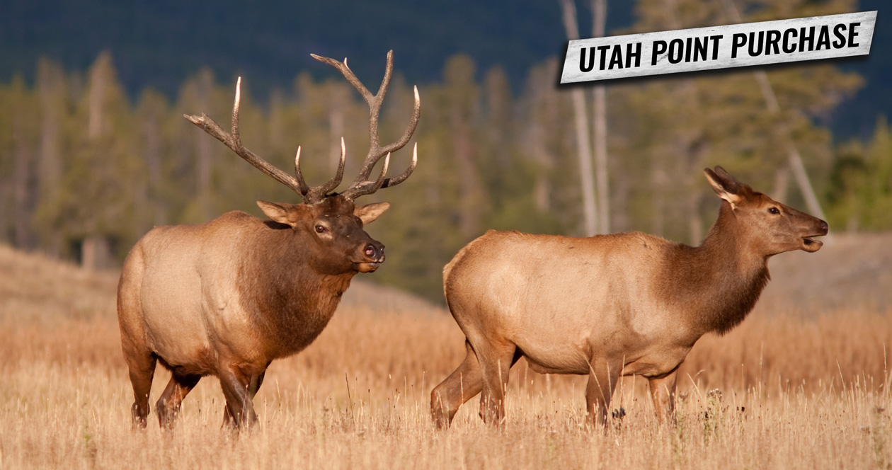 How to purchase Utah bonus points and preference points — a stepby