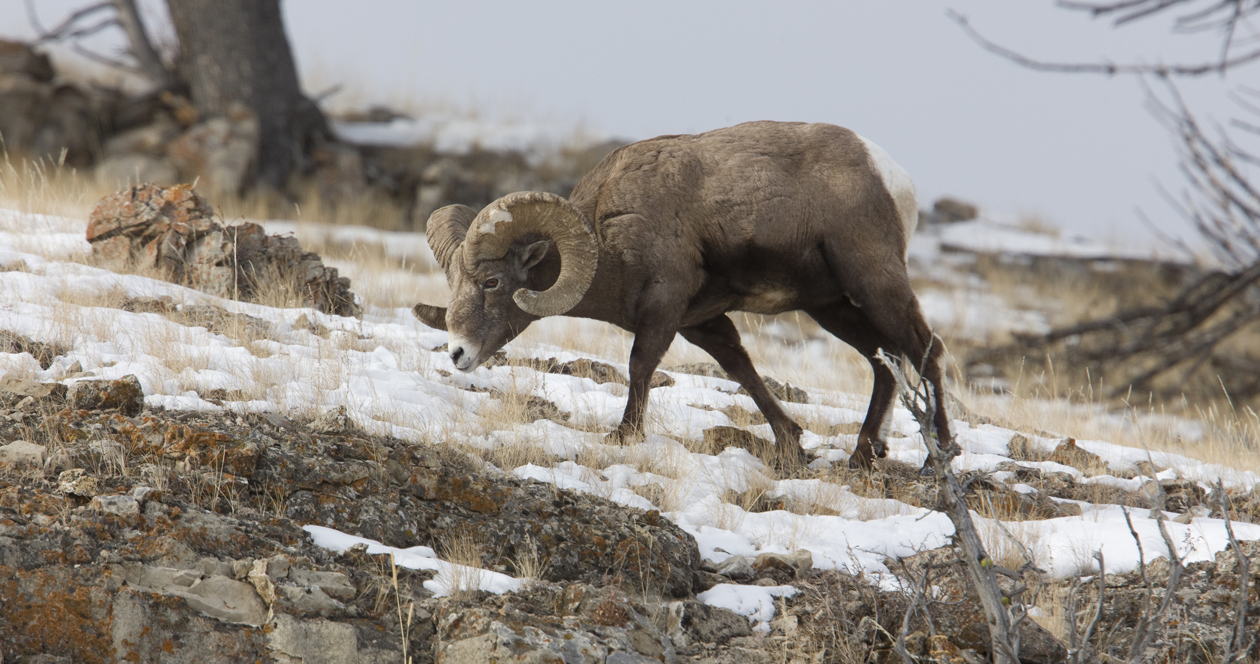 North Dakota bighorn sheep thriving // GOHUNT. The Hunting Company