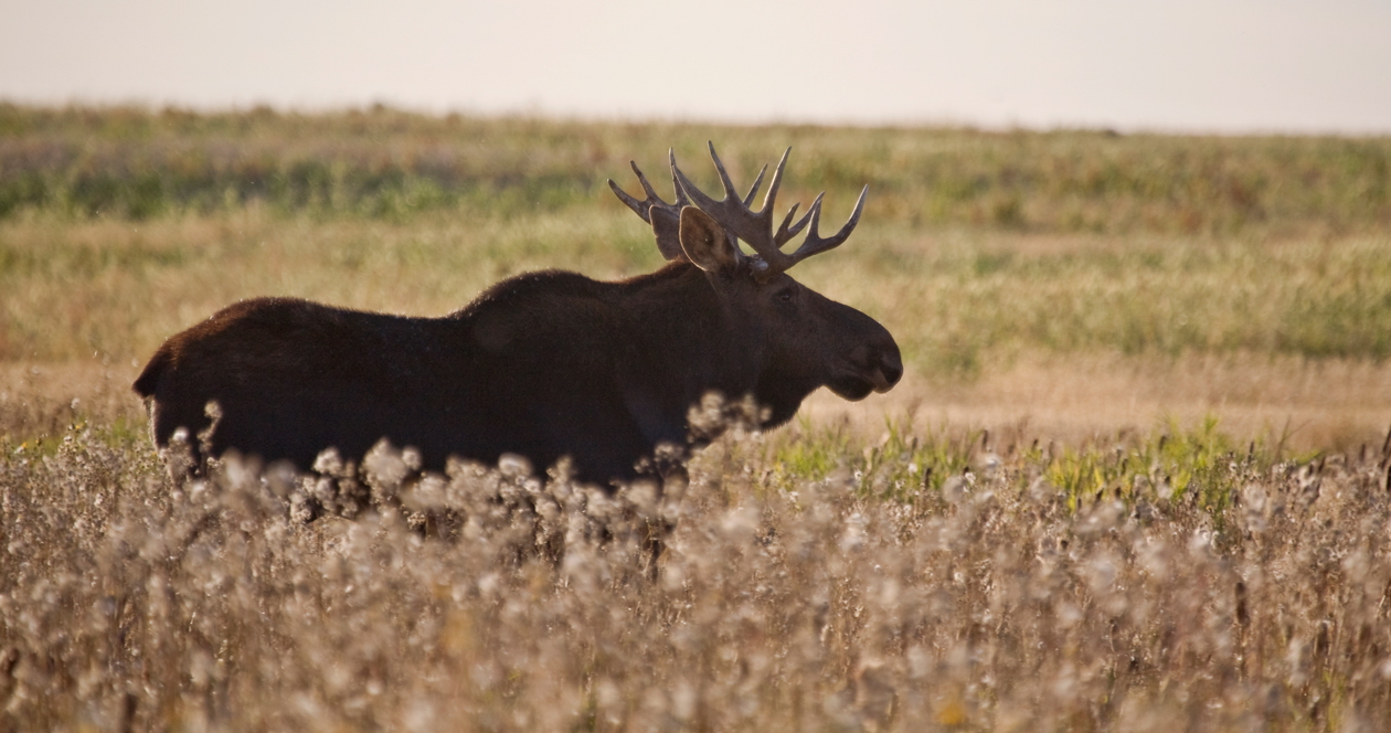 Idaho seeks comments for moose management plan // GOHUNT. The Hunting