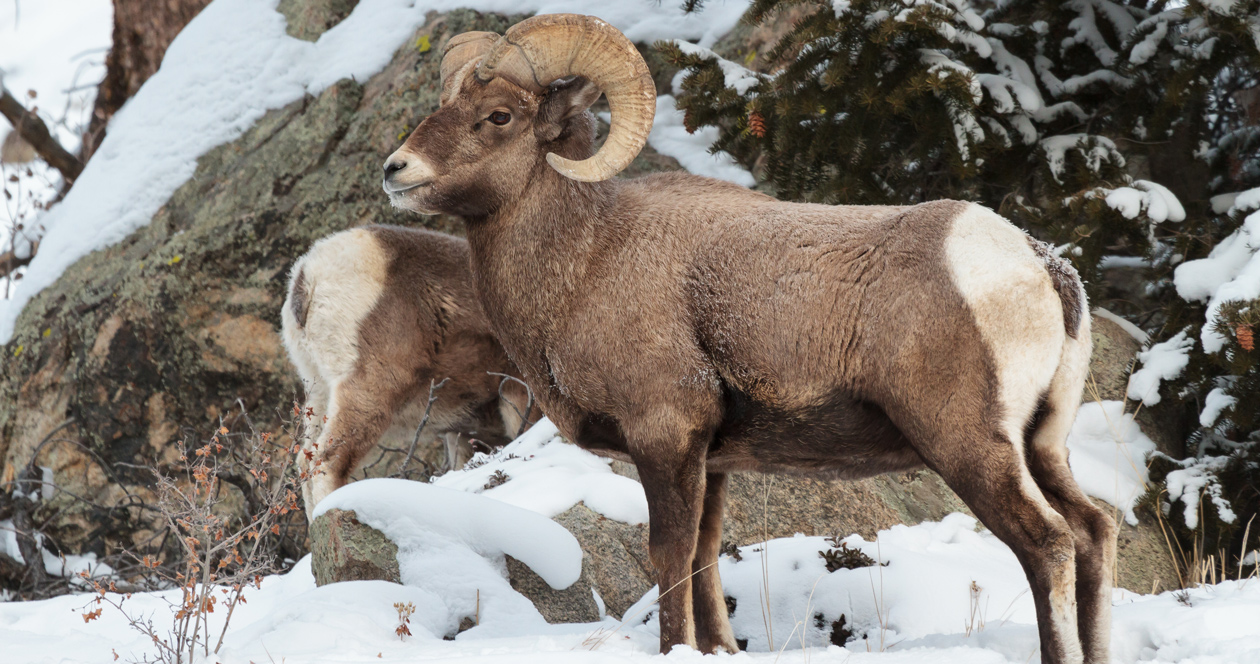 Will bighorn sheep horn collecting become legal in Montana? // GOHUNT ...