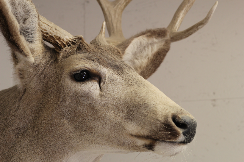 Handle with care: Cleaning your mount // GOHUNT. The Hunting Company