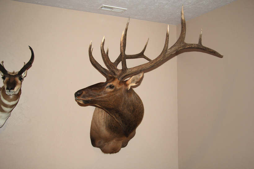 Handle with care: Cleaning your mount // GOHUNT. The Hunting Company