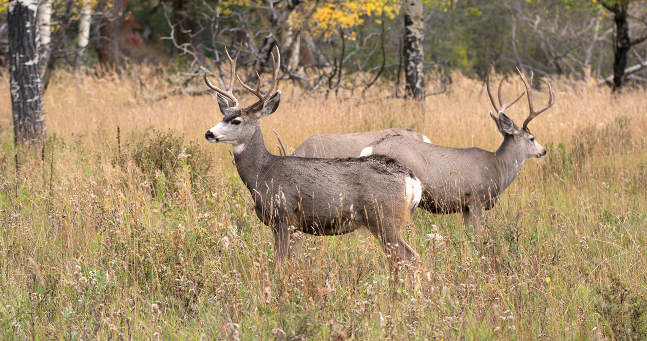 Mild winter helps North Dakota mule deer // GOHUNT. The Hunting Company