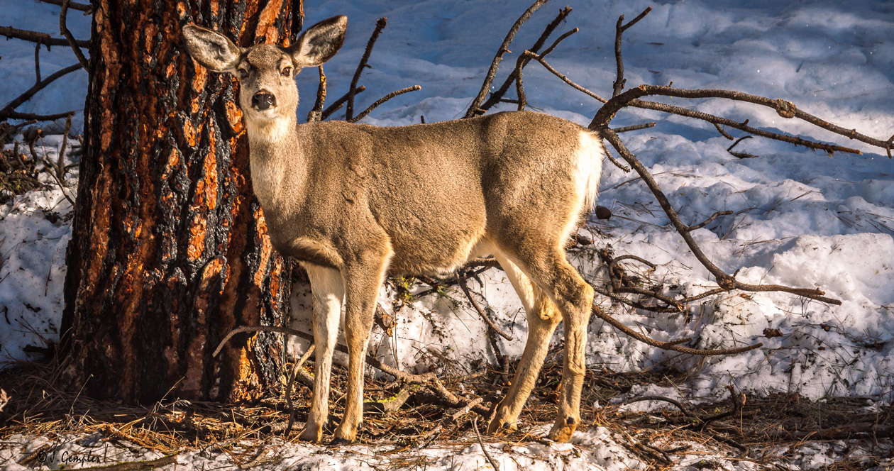 Recent Winter Not As Hard On Mule Deer As Idaho Officials Thought ...