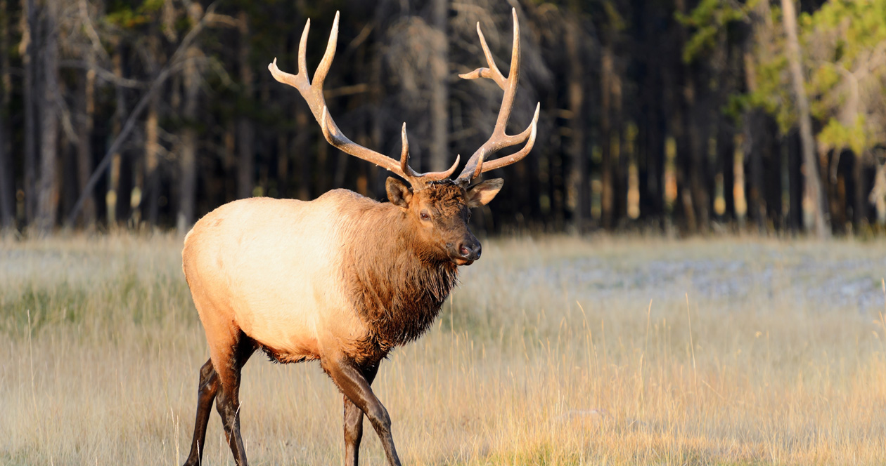 Washington State University Veterinary School takes over elk hoof rot ...