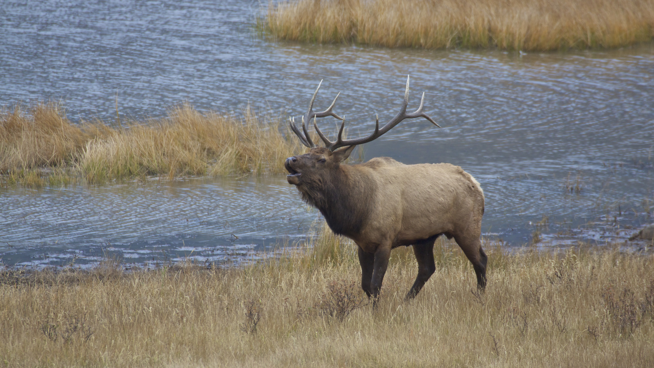 One Elk Application Strategy 2026: Montana elk tips, strategies and information ...