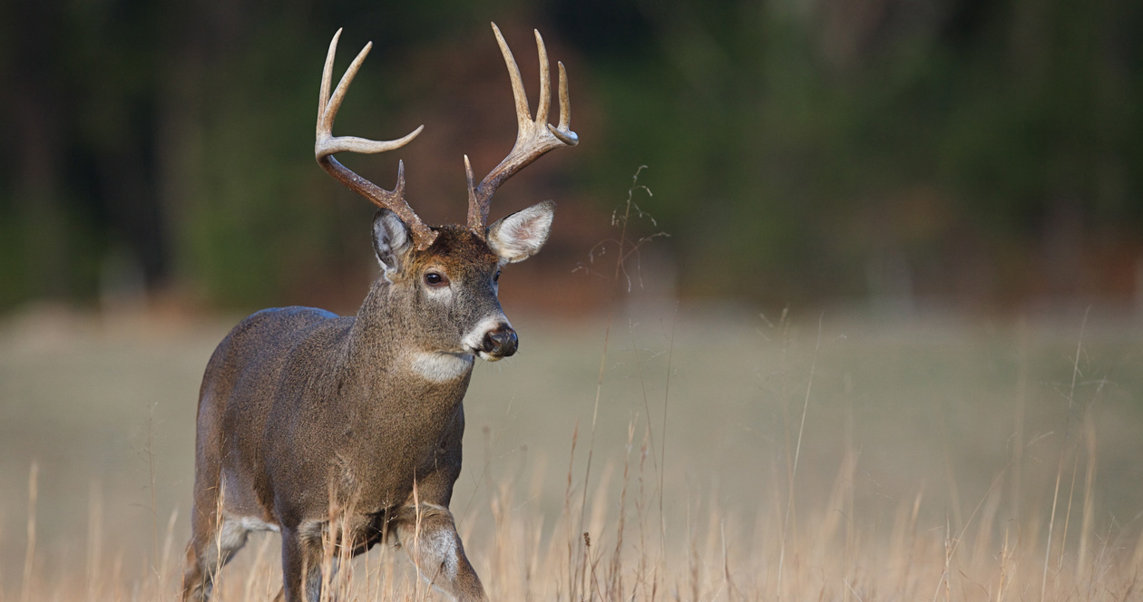 Application Strategy 2023: South Dakota rifle deer // GOHUNT. The ...