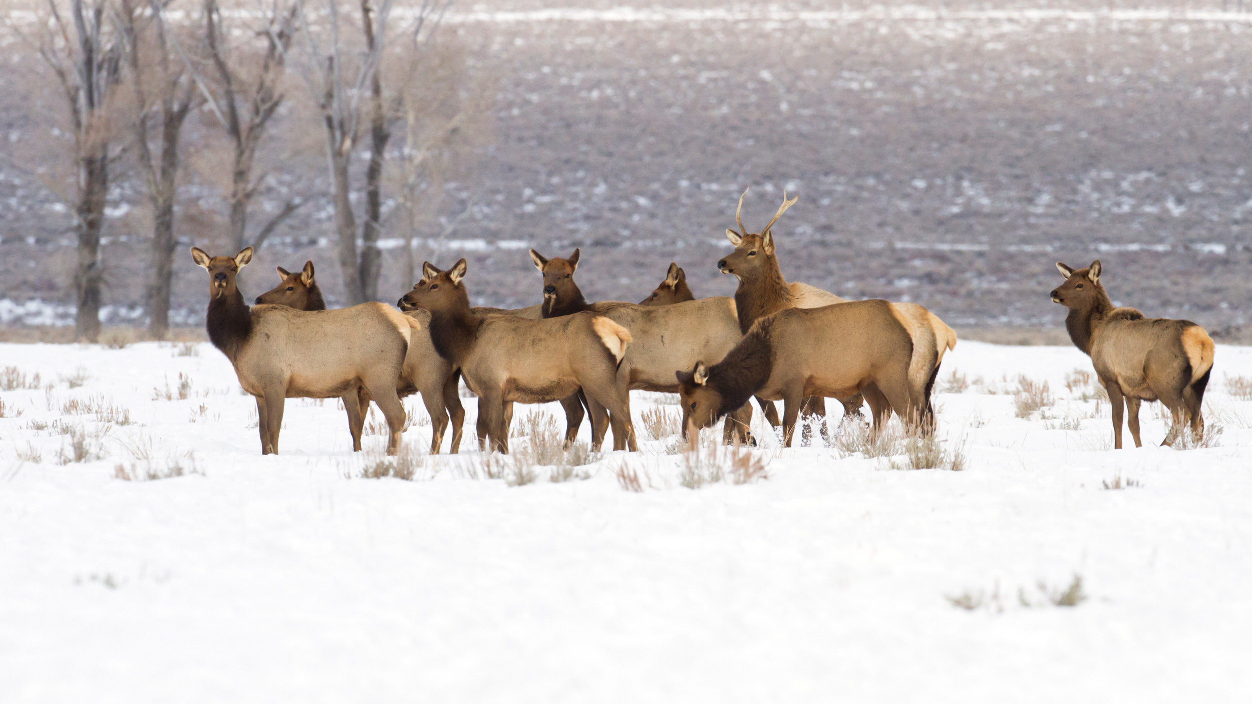 Cwd Confirmed In Fourth Elk Near Wyoming Feedgrounds Gohunt The