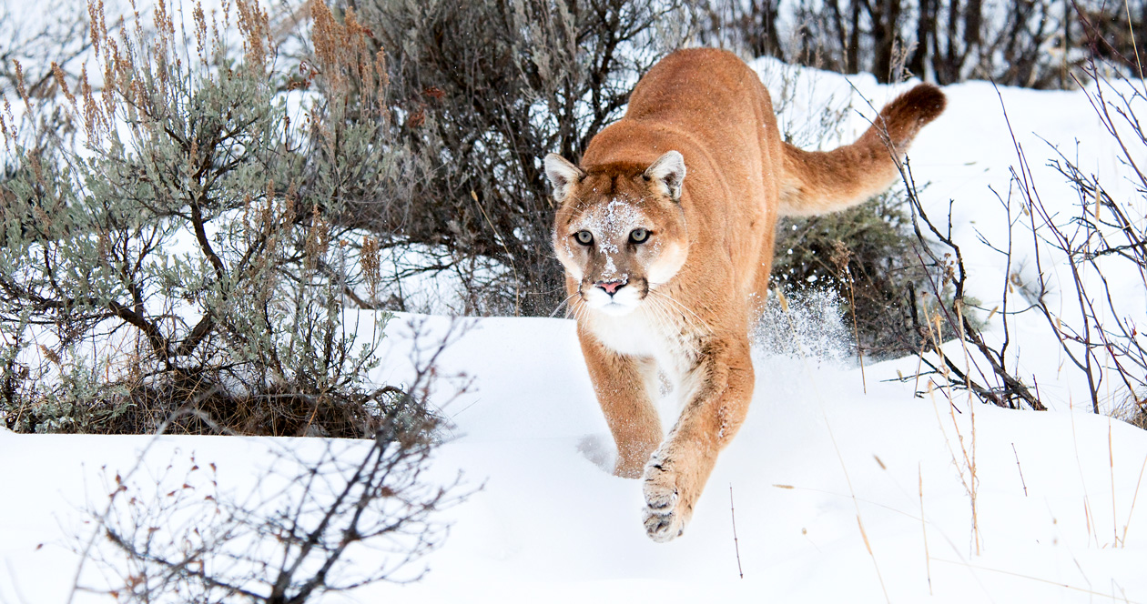 New mountain lion hunting regs approved in Utah // GOHUNT. The Hunting