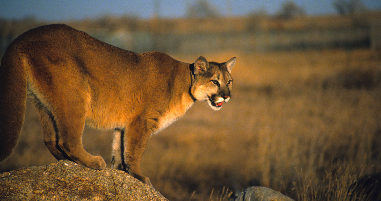 Iowa teen kills mountain lion in self defense // GOHUNT. The Hunting ...