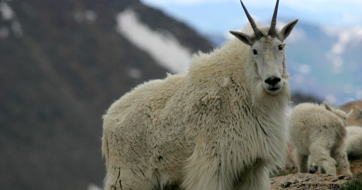 Colorado studies disease in mountain goats // GOHUNT. The Hunting Company