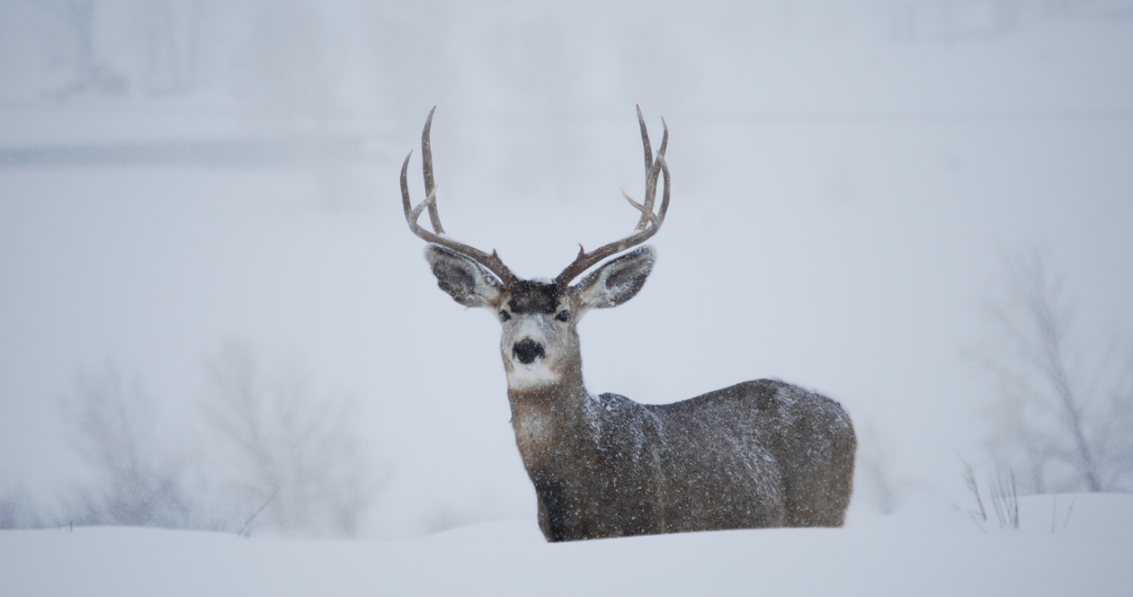 Application Strategy 2023: Montana Mule Deer // GOHUNT. The Hunting Company