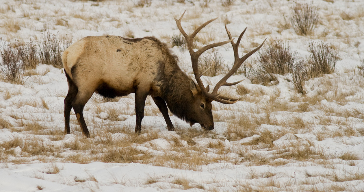 APPLICATION STRATEGY 2022 Wyoming Elk // GOHUNT. The Hunting Company