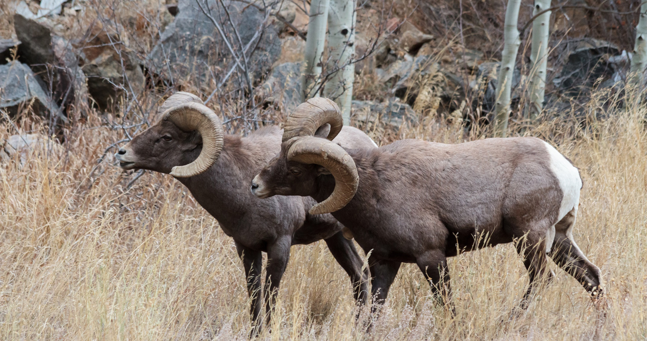 Interior proposes mineral withdrawal to protect Wyoming bighorn sheep ...