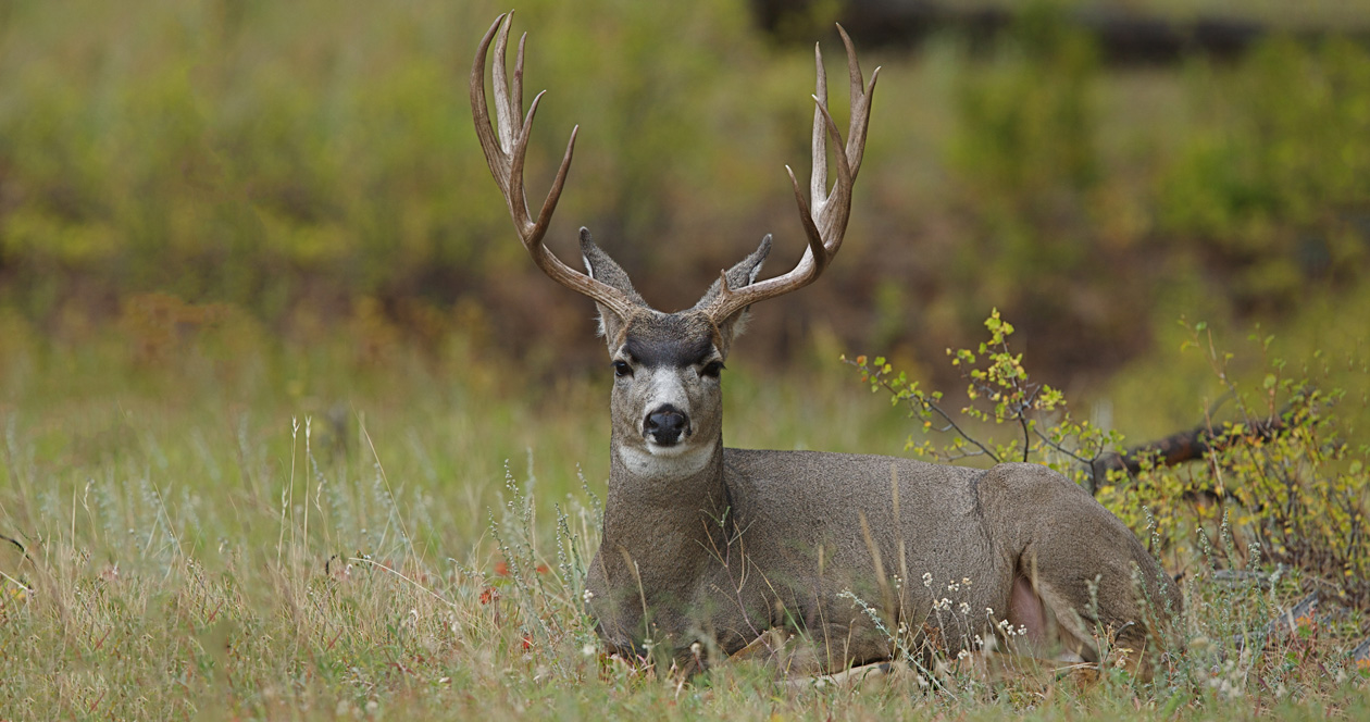 Reduction of Utah general deer permits for 2017; permit increases for