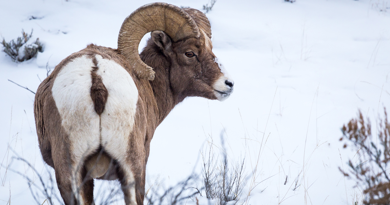 Idaho couple killed two bighorn rams with one tag // GOHUNT. The ...