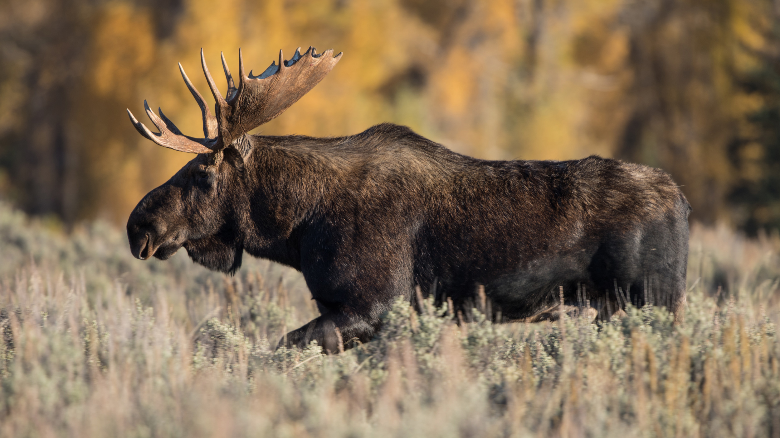 Application Strategy 2024 Idaho moose, bighorn sheep, and mountain