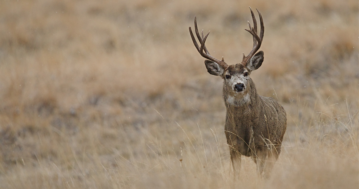 South Dakota modifies deer license allocation // GOHUNT. The Hunting