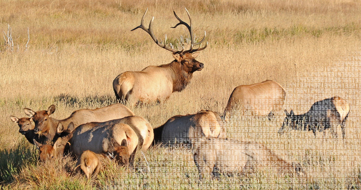 Breakdown of elk populations and statistics by state // GOHUNT. The