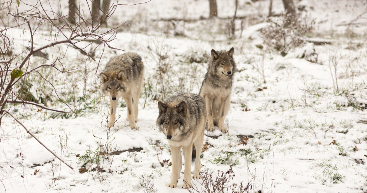 Want To Count Wolves In Michigan?    Gohunt. The Hunting Company