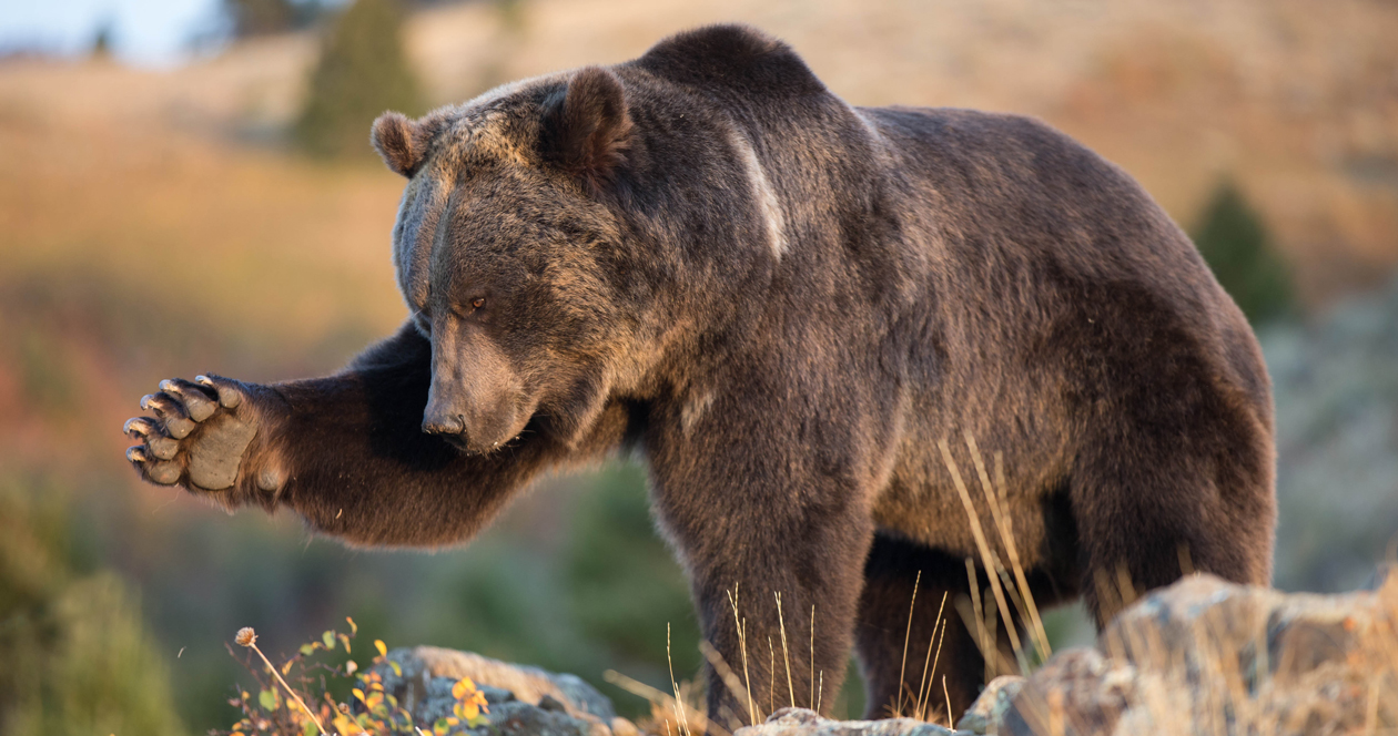 Montana woman survives grizzly attack // GOHUNT. The Hunting Company