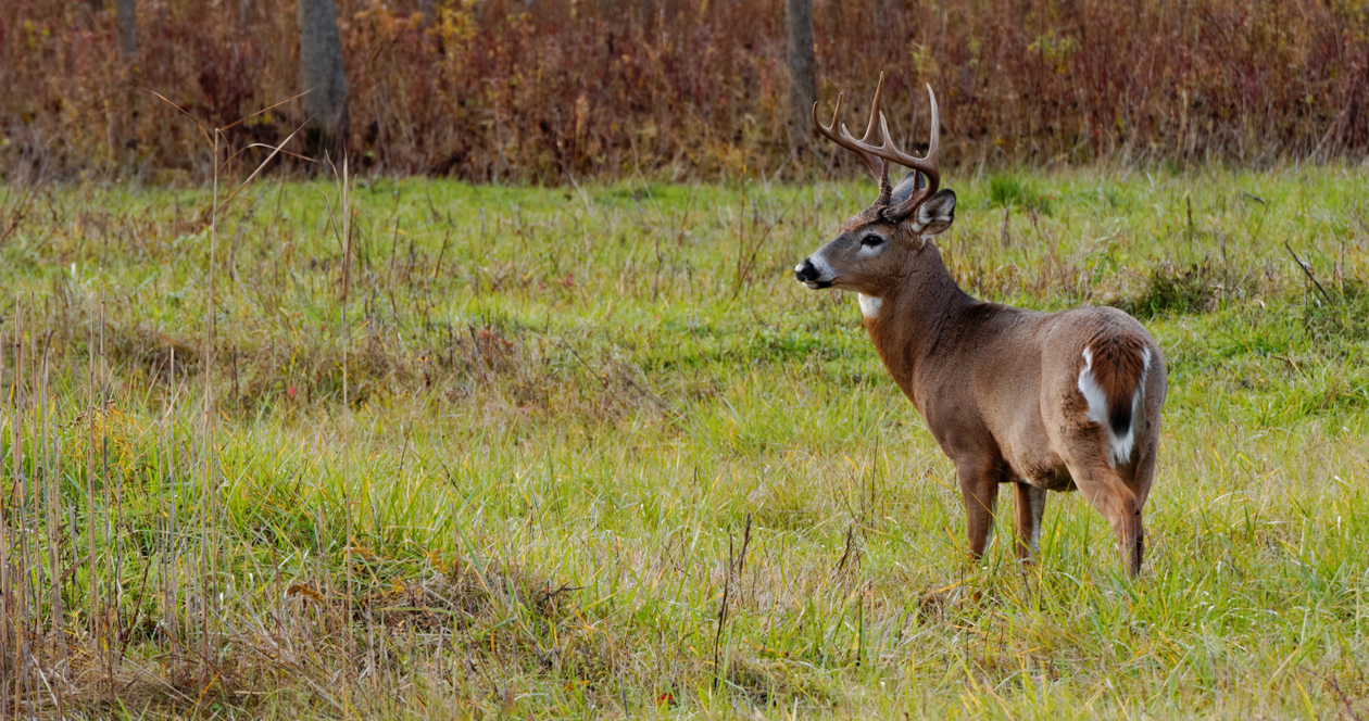 Louisiana warns hunters about using deer urine lures // GOHUNT. The