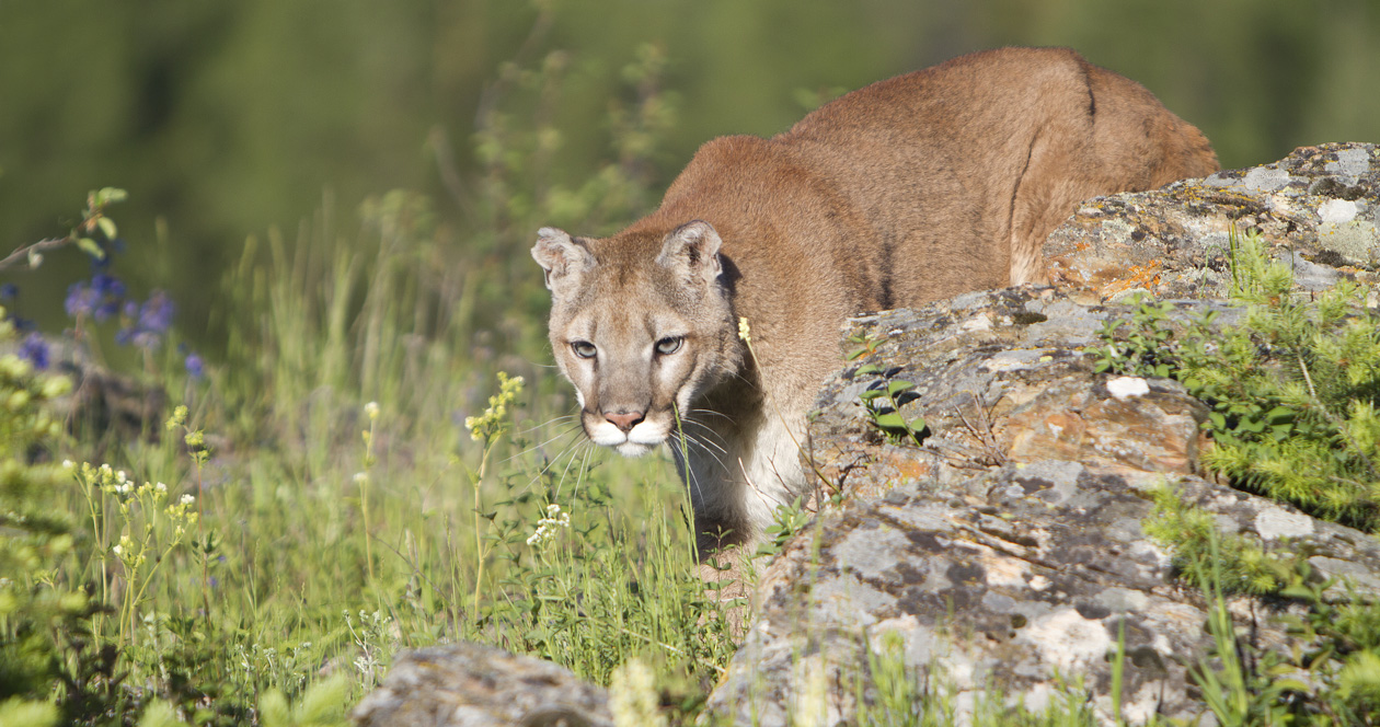 Utah proposes changes for mountain lion and bobcat hunts // GOHUNT. The ...