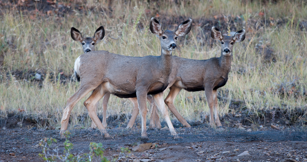 Nevada mule deer populations continue to decline