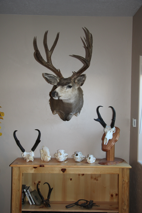 Handle with care: Cleaning your mount // GOHUNT. The Hunting Company