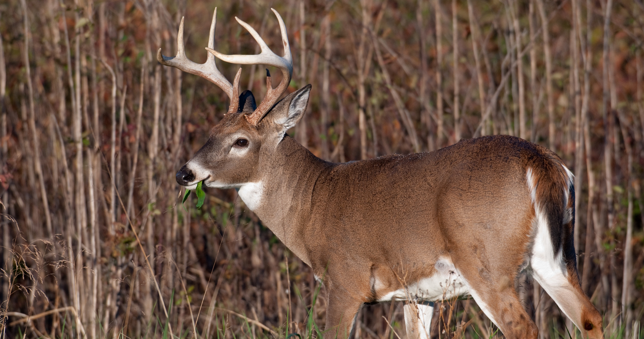 Sunday hunting approved in Pennsylvania // GOHUNT. The Hunting Company