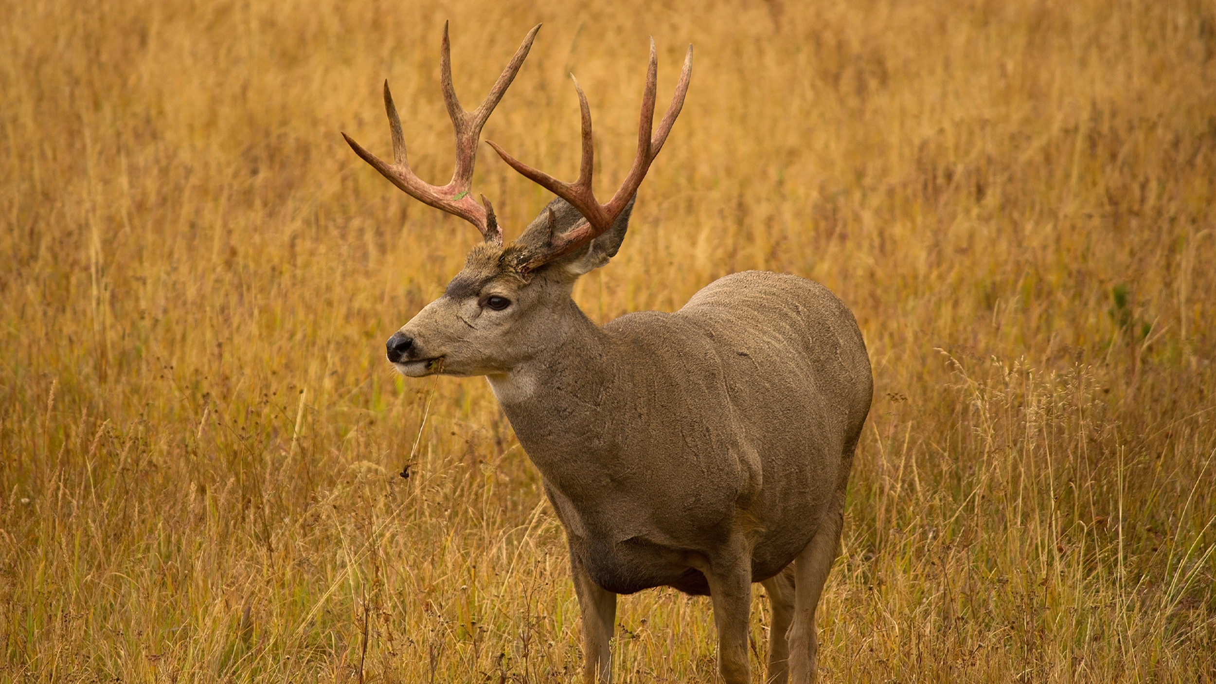 UDWR seeks information regarding four poached deer // GOHUNT. The 