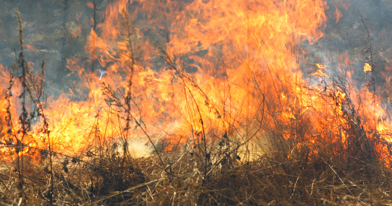 Nevada wildfires burning crucial animal habitat // GOHUNT. The Hunting